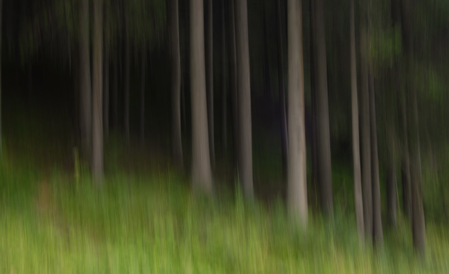 ANIME DEL BOSCO